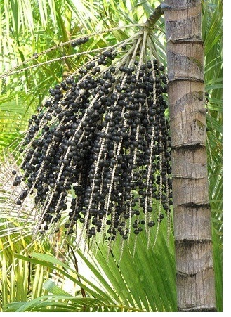 acai bær palme